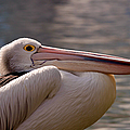 Pelican by Michelle Wrighton