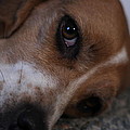 Penny the Beagle Dog Photograph by Valerie Collins Penny the Beagle Dog Photograph by Valerie Collins