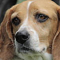 The Beagle named Penny Photograph by Valerie Collins The Beagle named Penny Photograph by Valerie Collins