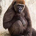 Pensive Gorilla Photograph by Raul Rodriguez Pensive Gorilla Photograph by Raul Rodriguez