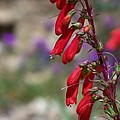 Penstemon Photograph by Kathy McClure Penstemon Photograph by Kathy McClure