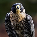 Peregrine Focus Photograph by Mary Jo Allen Peregrine Focus Photograph by Mary Jo Allen