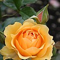 Perfect Rose by Christiane Schulze Art And Photography Perfect Rose by Christiane Schulze Art And Photography