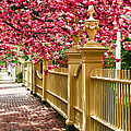 Perfect time for a spring walk Photograph by Jeff Folger Perfect time for a spring walk Photograph by Jeff Folger
