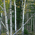 Perfection In Nature by Frank Madia Perfection In Nature by Frank Madia