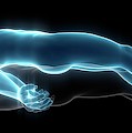 Person Lying Down Photograph by Science Photo Library
