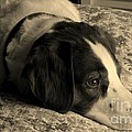 Pet Portrait-Waiting for Mom by Laura  Wong-Rose