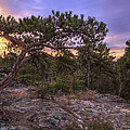Petit Jean Mountain Bonsai Tree - Arkansas Photograph by Jason Politte Petit Jean Mountain Bonsai Tree - Arkansas Photograph by Jason Politte