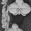 Phalaenopsis Beauty in Contrast by Heather Gallup Phalaenopsis Beauty in Contrast by Heather Gallup