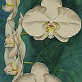 Phalaenopsis Beauty by Heather Gallup Phalaenopsis Beauty by Heather Gallup