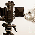 Pho Dog Grapher by Edward Fielding Pho Dog Grapher by Edward Fielding