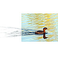 Pied-billed Grebe by Andrew McInnes Pied-billed Grebe by Andrew McInnes