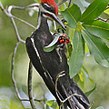 Pileated Woodpecker Photograph by Kathy Baccari Pileated Woodpecker Photograph by Kathy Baccari