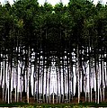 Pine Forest Photograph by Marcia Lee Jones