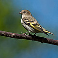 Pine Siskin Perched on a Branch Photograph by Jeff Goulden Pine Siskin Perched on a Branch Photograph by Jeff Goulden