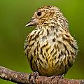 Pine Siskin With Yellow Coloration Photograph by Jeff Goulden Pine Siskin With Yellow Coloration Photograph by Jeff Goulden