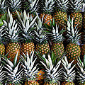 Pineapples Photograph by Gia Marie Houck Pineapples Photograph by Gia Marie Houck