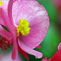 Pink Begonia Photograph by Jennifer Robin Pink Begonia Photograph by Jennifer Robin