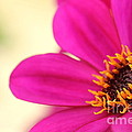 Pink Flower Photograph by Amanda Mohler Pink Flower Photograph by Amanda Mohler