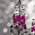 Pink Photograph by Heiko Koehrer-Wagner Pink Photograph by Heiko Koehrer-Wagner