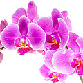 Pink Ice Orchid Trio Photograph by Onyonet Photo Studios Pink Ice Orchid Trio Photograph by Onyonet Photo Studios