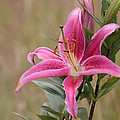 Pink Lily by Kim Mobley