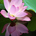 Pink Lotus Reflected In The Lake by Sabrina L Ryan Pink Lotus Reflected In The Lake by Sabrina L Ryan