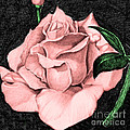 Pink Rose Drawing by Bill Richards Pink Rose Drawing by Bill Richards