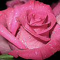 Pink rose drops by Kim Mobley