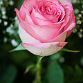Pink Rose Photograph by Gwen Gibson Pink Rose Photograph by Gwen Gibson