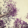 Pink Trees by Priska Wettstein Pink Trees by Priska Wettstein