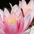 Pink Water Lily Photograph by Amanda Mohler Pink Water Lily Photograph by Amanda Mohler