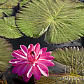 Pink Water Lily II Photograph by Heiko Koehrer-Wagner Pink Water Lily II Photograph by Heiko Koehrer-Wagner