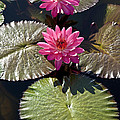 Pink Water Lily III Photograph by Heiko Koehrer-Wagner Pink Water Lily III Photograph by Heiko Koehrer-Wagner