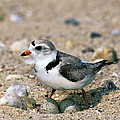 Piping Plover Sitting on Eggs Photograph by Tom Vezo Piping Plover Sitting on Eggs Photograph by Tom Vezo