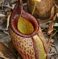 Pitcher Plant Palawan Island Philippines Photograph by Ch'ien Lee Pitcher Plant Palawan Island Philippines Photograph by Ch'ien Lee