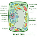 Plant Cell Duvet Cover for Sale by Gwen Shockey