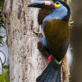 Plate-billed Mountain-toucan At Nest Photograph by Tui De Roy Plate-billed Mountain-toucan At Nest Photograph by Tui De Roy