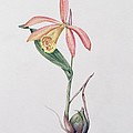 Pleione Zeus Wildstein by Mary Kenyon-Slaney Pleione Zeus Wildstein by Mary Kenyon-Slaney