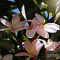 Plumeria Photograph by Micki Findlay Plumeria Photograph by Micki Findlay