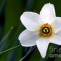 Poet's Daffodil Photograph by Torbjorn Swenelius Poet's Daffodil Photograph by Torbjorn Swenelius