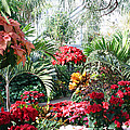 Poinsettias Photograph by Karen Silvestri Poinsettias Photograph by Karen Silvestri