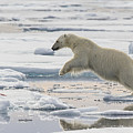 Polar Bear Jumping Photograph by Peer von Wahl Polar Bear Jumping Photograph by Peer von Wahl