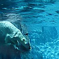 Polar Bear Photograph by Steve Karol Polar Bear Photograph by Steve Karol