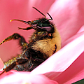 'Pollen High' Photograph by Jennifer Robin 'Pollen High' Photograph by Jennifer Robin