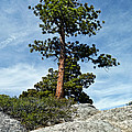 Ponderosa Pine and Granite Boulders Photograph by Jeff Goulden Ponderosa Pine and Granite Boulders Photograph by Jeff Goulden
