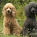 Poodle Dogs Photograph by Jean-Michel Labat Poodle Dogs Photograph by Jean-Michel Labat