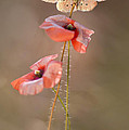 Poppies Photograph by Jaroslaw Blaminsky Poppies Photograph by Jaroslaw Blaminsky