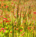 Poppies of Tuscany II Painting by David Letts Poppies of Tuscany II Painting by David Letts