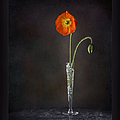 Poppy In Vase Photograph by Endre Balogh Poppy In Vase Photograph by Endre Balogh